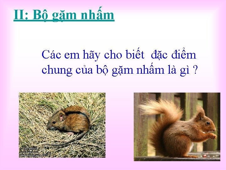 II: Bộ gặm nhấm Các em hãy cho biết đặc điểm chung của bộ