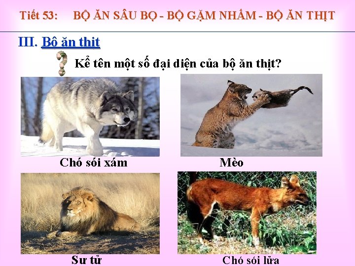 Tiết 53: BỘ ĂN S U BỌ - BỘ GẶM NHẤM - BỘ ĂN