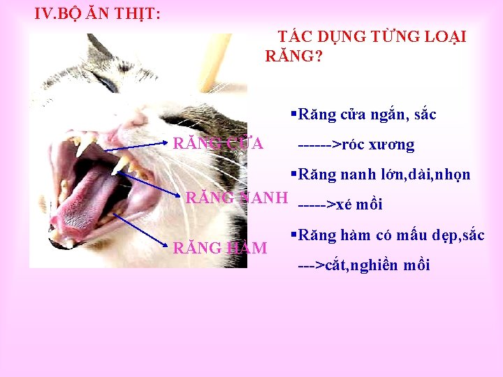 IV. BỘ ĂN THỊT: TÁC DỤNG TỪNG LOẠI RĂNG? §Răng cửa ngắn, sắc RĂNG
