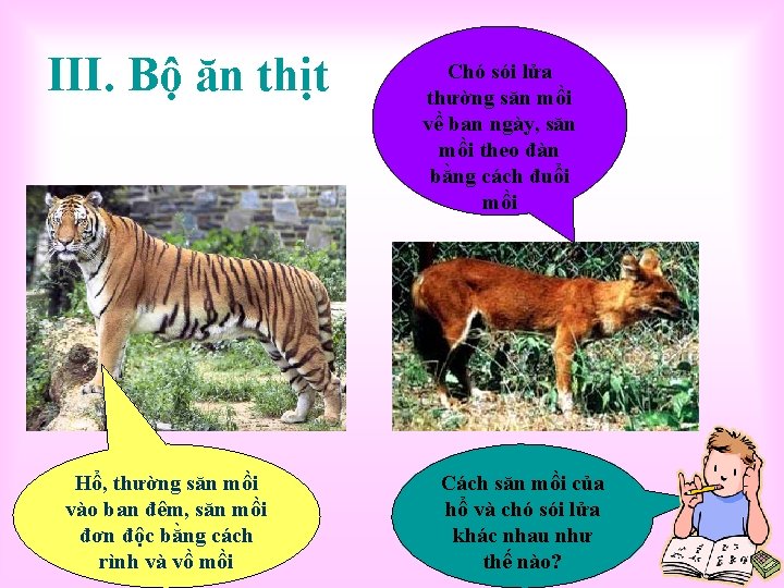 III. Bộ ăn thịt Hổ, thường săn mồi vào ban đêm, săn mồi đơn