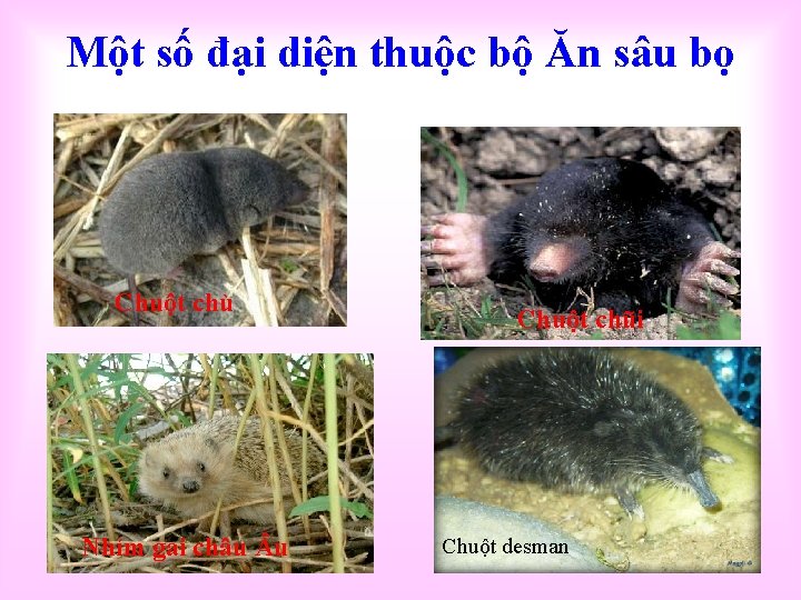 Một số đại diện thuộc bộ Ăn sâu bọ Chuột chù Nhím gai châu