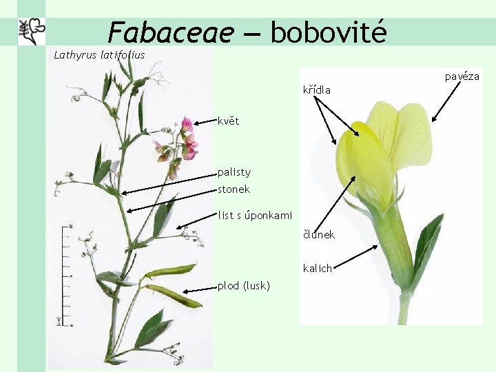 Fabaceae – bobovité Lathyrus latifolius pavéza křídla květ palisty stonek list s úponkami člunek