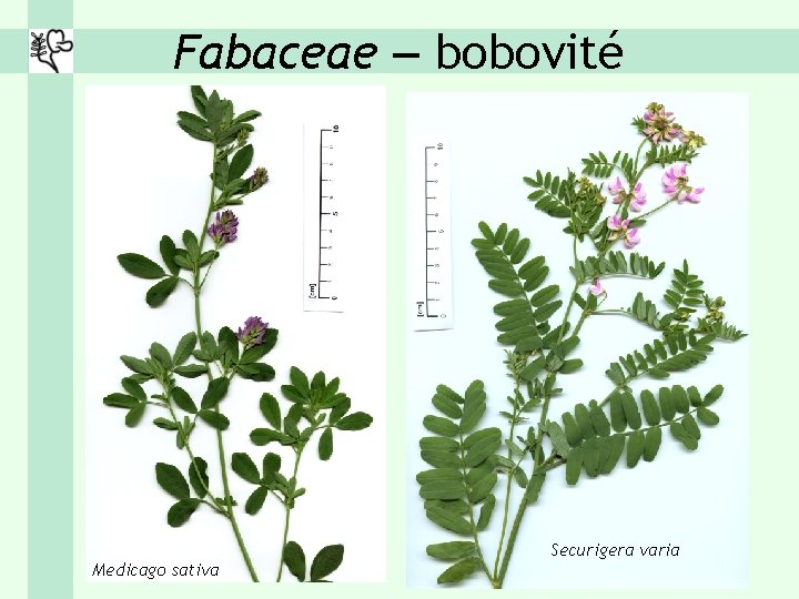 Fabaceae – bobovité Medicago sativa Securigera varia 
