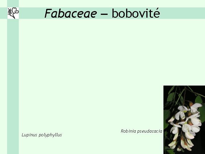 Fabaceae – bobovité Lupinus polyphyllus Robinia pseudacacia 