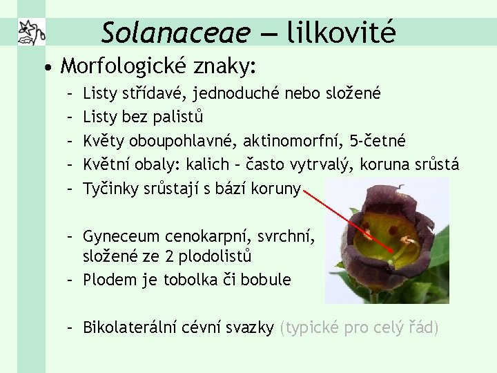 Solanaceae – lilkovité • Morfologické znaky: – – – Listy střídavé, jednoduché nebo složené