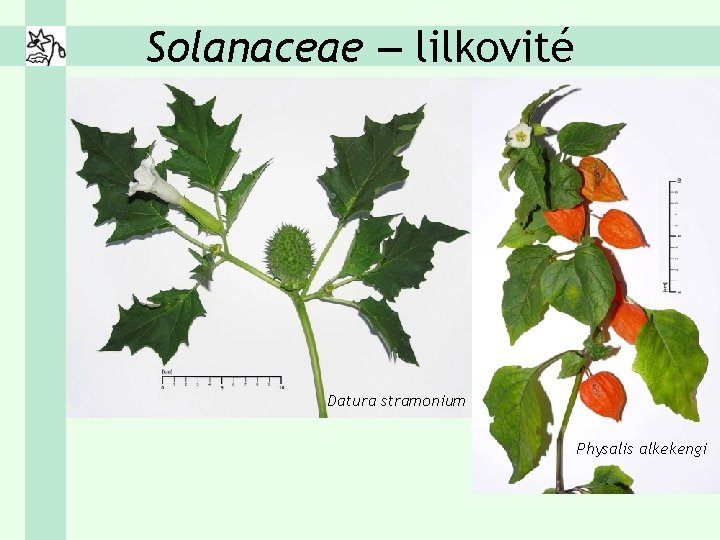 Solanaceae – lilkovité Datura stramonium Physalis alkekengi 