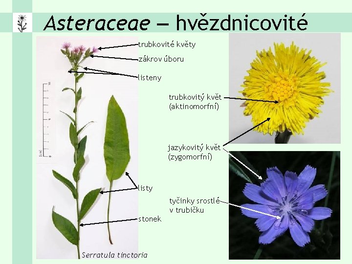 Asteraceae – hvězdnicovité trubkovité květy zákrov úboru listeny trubkovitý květ (aktinomorfní) jazykovitý květ (zygomorfní)