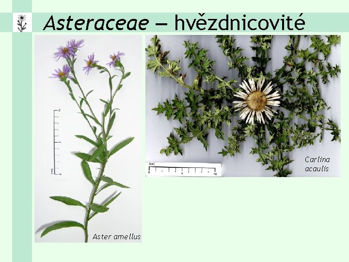 Asteraceae – hvězdnicovité Carlina acaulis Aster amellus 