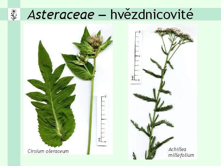 Asteraceae – hvězdnicovité Cirsium oleraceum Achillea millefolium 