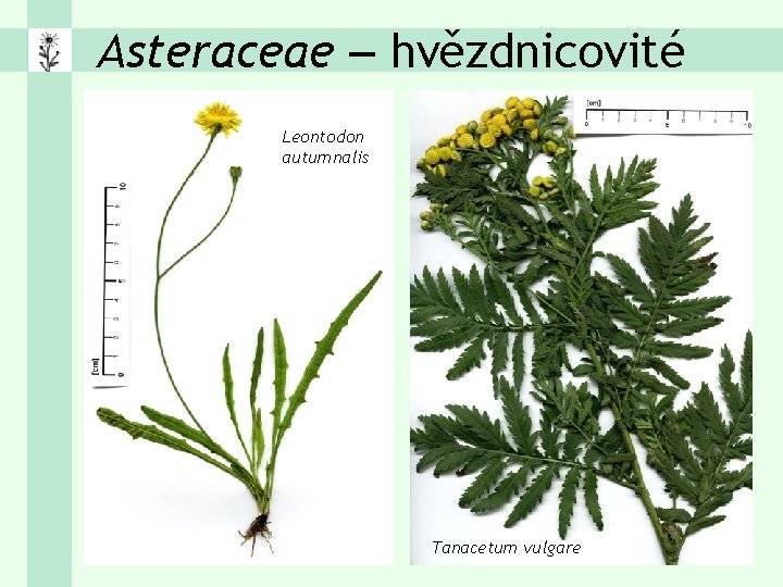 Asteraceae – hvězdnicovité Leontodon autumnalis Tanacetum vulgare 