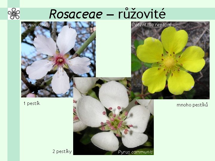 Rosaceae – růžovité Prunus dulcis Potentilla reptans 1 pestík mnoho pestíků 2 pestíky Pyrus