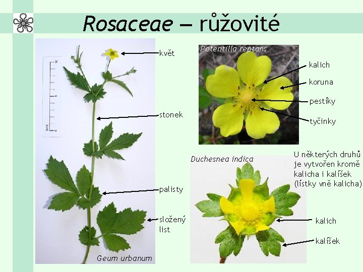 Rosaceae – růžovité květ Potentilla reptans kalich koruna pestíky stonek tyčinky Duchesnea indica palisty
