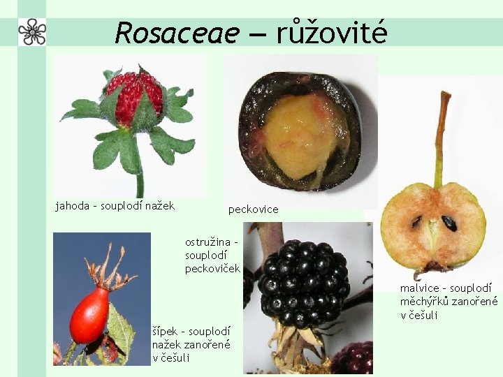 Rosaceae – růžovité jahoda – souplodí nažek peckovice ostružina – souplodí peckoviček malvice –