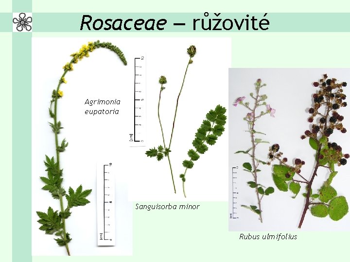 Rosaceae – růžovité Agrimonia eupatoria Sanguisorba minor Rubus ulmifolius 