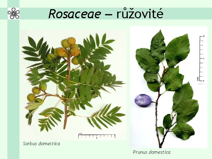 Rosaceae – růžovité Sorbus domestica Prunus domestica 