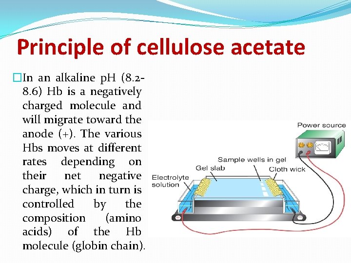 Principle of cellulose acetate �In an alkaline p. H (8. 28. 6) Hb is