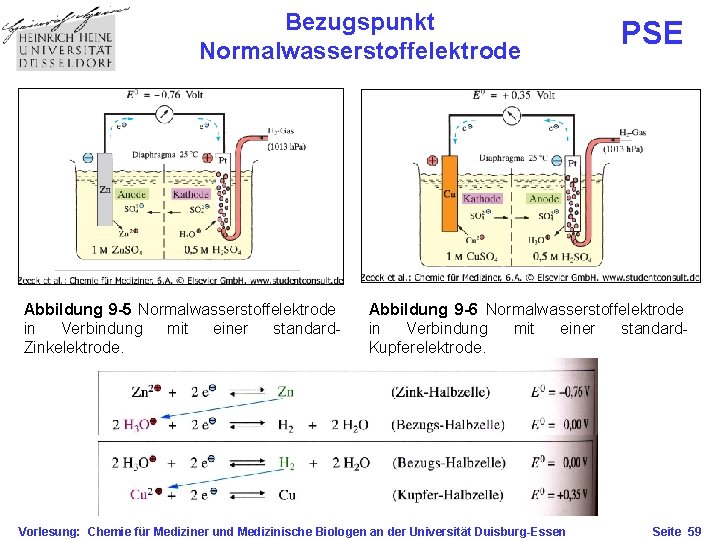 Bezugspunkt Normalwasserstoffelektrode Abbildung 9 -5 Normalwasserstoffelektrode in Verbindung mit einer standard. Zinkelektrode. PSE Abbildung