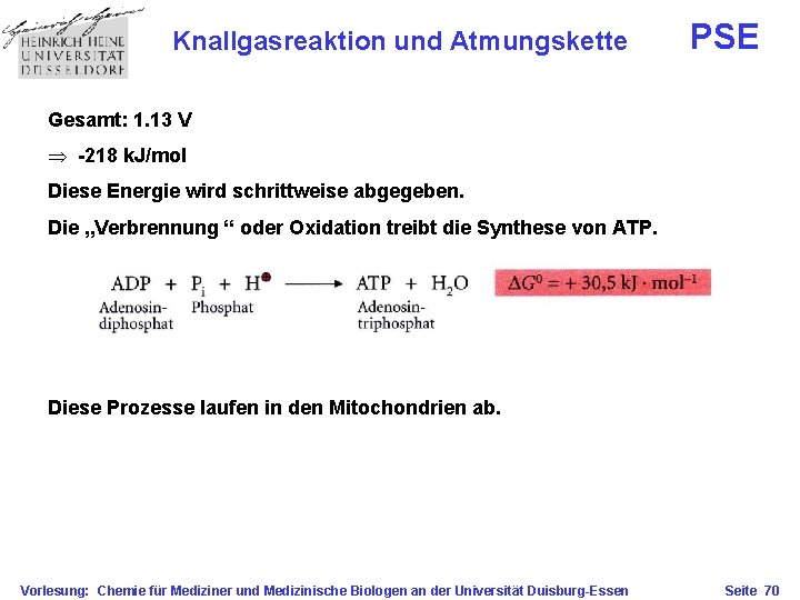 Knallgasreaktion und Atmungskette PSE Gesamt: 1. 13 V Þ -218 k. J/mol Diese Energie