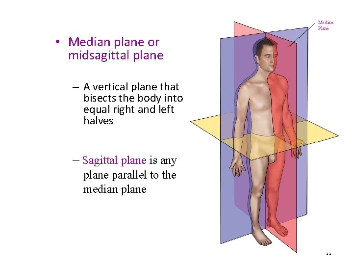 Median Plane • Median plane or midsagittal plane – A vertical plane that bisects