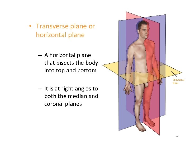  • Transverse plane or horizontal plane – A horizontal plane that bisects the