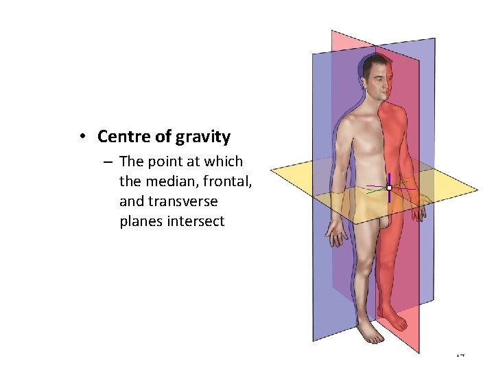  • Centre of gravity – The point at which the median, frontal, and