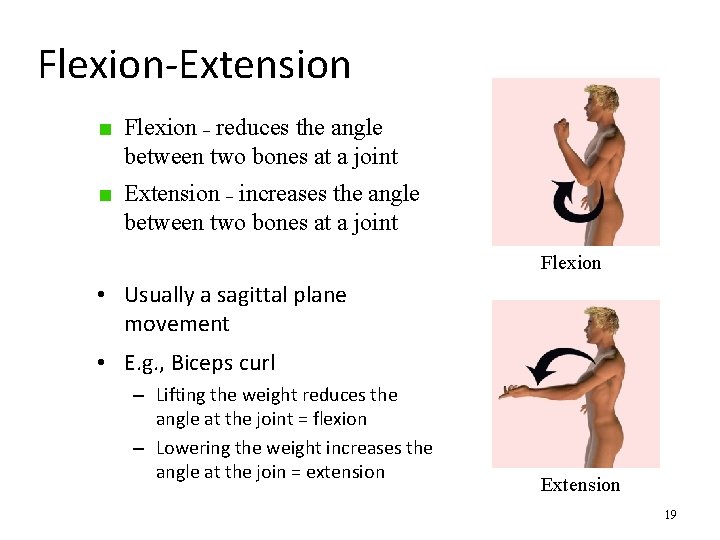 Flexion-Extension Flexion – reduces the angle between two bones at a joint Extension –