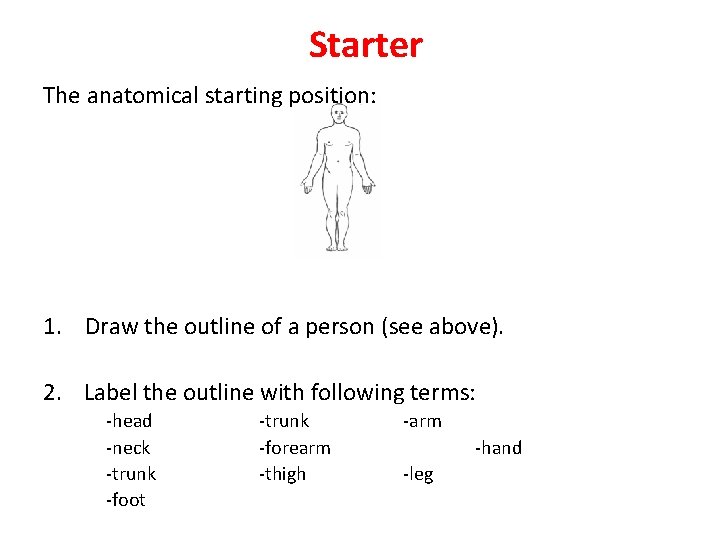 Starter The anatomical starting position: 1. Draw the outline of a person (see above).