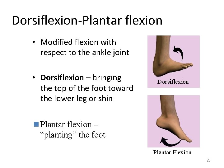 Dorsiflexion-Plantar flexion • Modified flexion with respect to the ankle joint • Dorsiflexion –