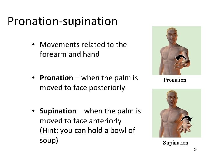 Pronation-supination • Movements related to the forearm and hand • Pronation – when the