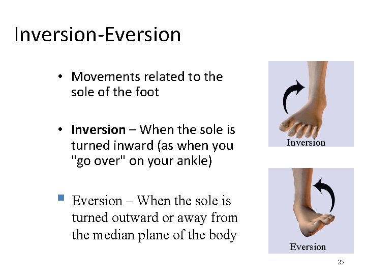 Inversion-Eversion • Movements related to the sole of the foot • Inversion – When