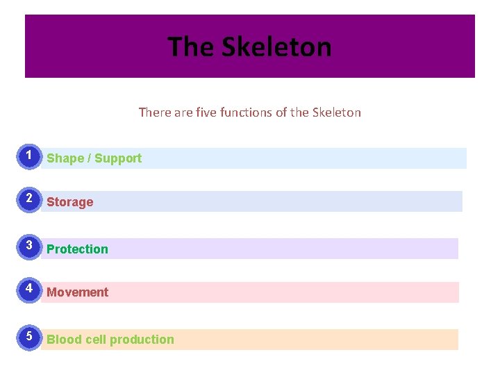 The Skeleton There are five functions of the Skeleton 1 Shape / Support 2