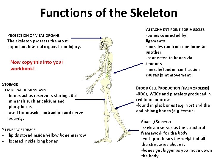 Functions of the Skeleton PROTECTION OF VITAL ORGANS The skeleton protects the most important