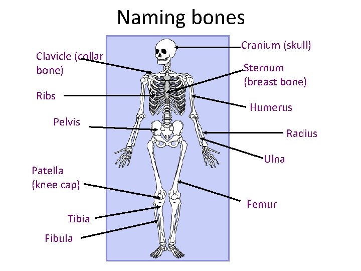 Naming bones Clavicle (collar bone) Ribs Cranium (skull) Sternum (breast bone) Humerus Pelvis Patella