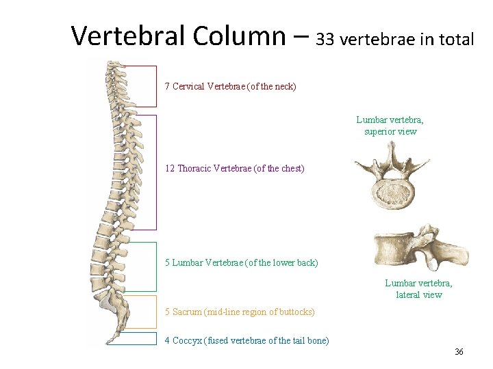 Vertebral Column – 33 vertebrae in total 7 Cervical Vertebrae (of the neck) Lumbar