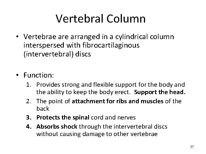 Vertebral Column • Vertebrae arranged in a cylindrical column interspersed with fibrocartilaginous (intervertebral) discs