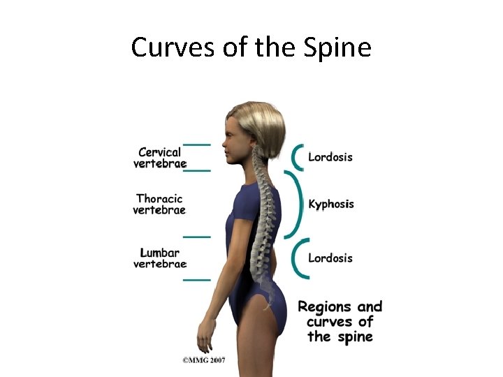 Curves of the Spine 