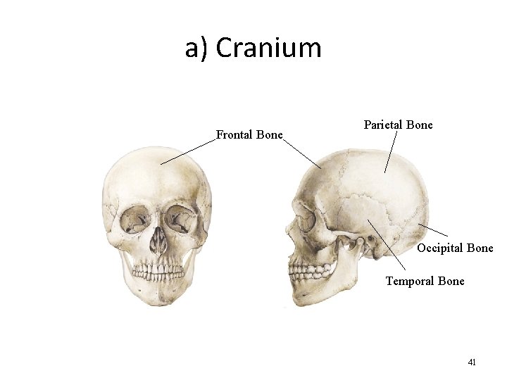 a) Cranium Frontal Bone Parietal Bone Occipital Bone Temporal Bone 41 
