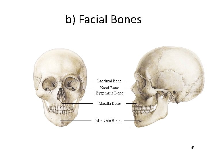 b) Facial Bones Lacrimal Bone Nasal Bone Zygomatic Bone Maxilla Bone Mandible Bone 43