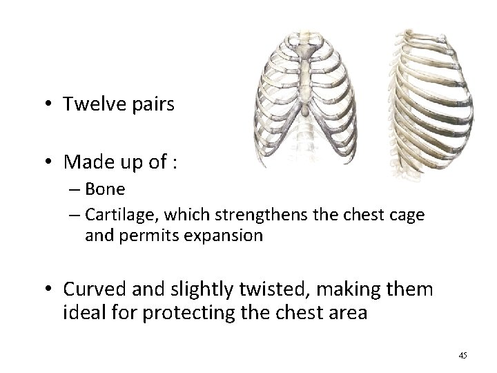 Ribs • Twelve pairs • Made up of : – Bone – Cartilage, which