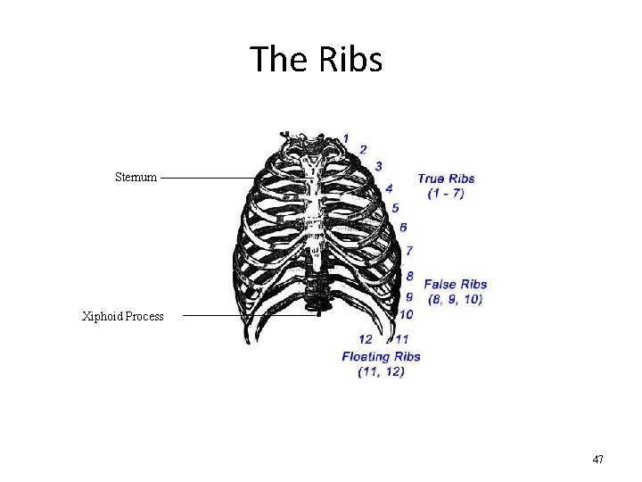 The Ribs Sternum Xiphoid Process 47 