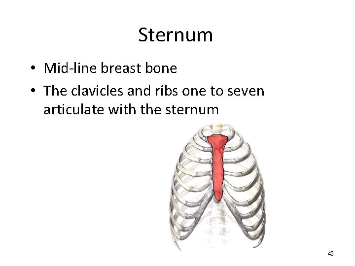 Sternum • Mid-line breast bone • The clavicles and ribs one to seven articulate