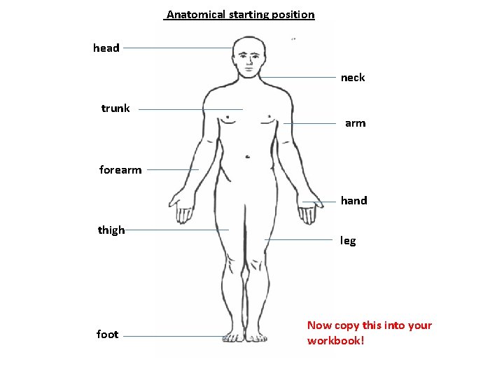 Anatomical starting position head neck trunk arm forearm hand thigh foot leg Now copy