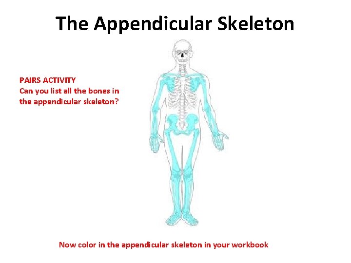 The Appendicular Skeleton PAIRS ACTIVITY Can you list all the bones in the appendicular