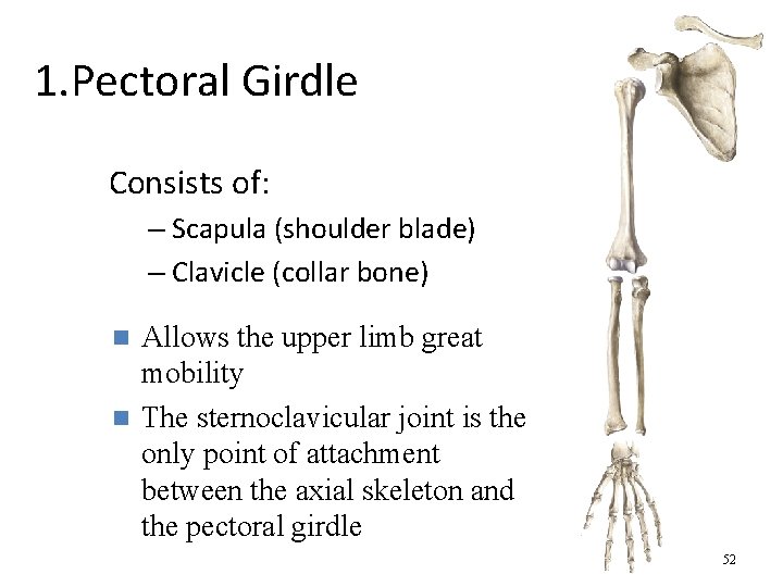 1. Pectoral Girdle Consists of: – Scapula (shoulder blade) – Clavicle (collar bone) Allows