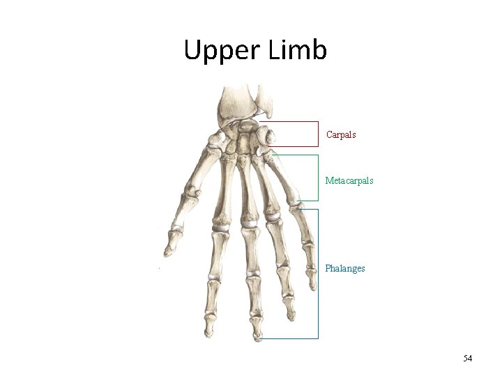 Upper Limb Carpals Metacarpals Phalanges 54 