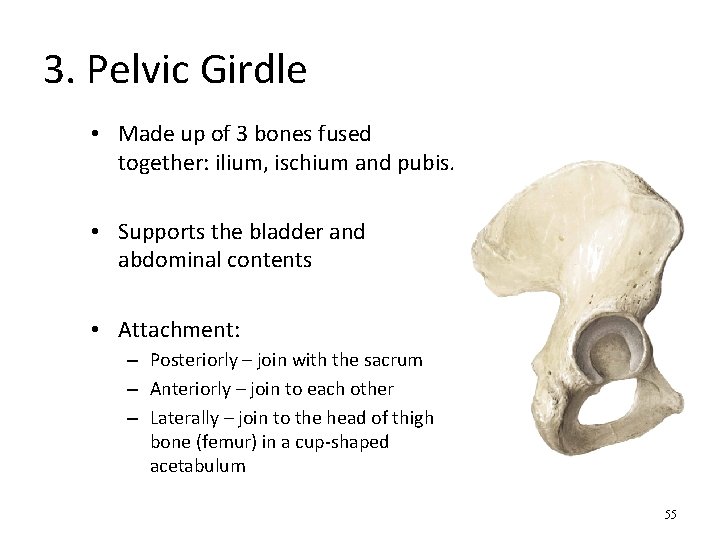 3. Pelvic Girdle • Made up of 3 bones fused together: ilium, ischium and