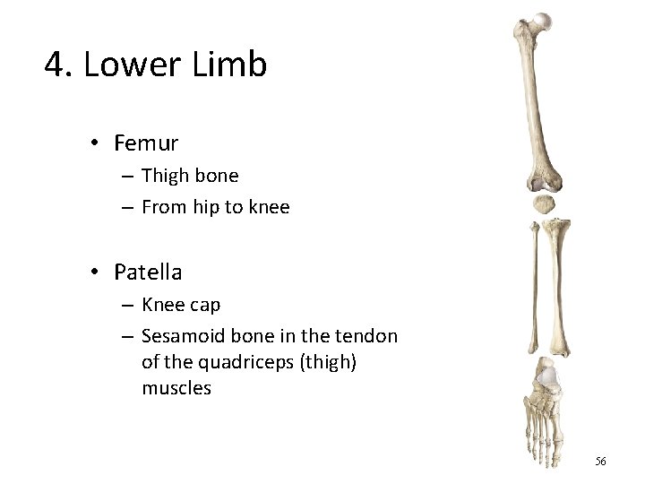 4. Lower Limb • Femur – Thigh bone – From hip to knee •