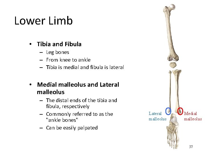 Lower Limb • Tibia and Fibula – Leg bones – From knee to ankle