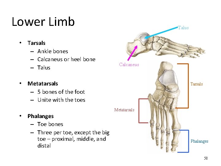 Lower Limb • Tarsals – Ankle bones – Calcaneus or heel bone – Talus