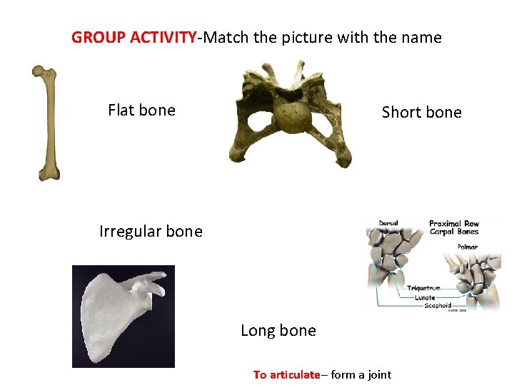 GROUP ACTIVITY-Match the picture with the name Flat bone Short bone Irregular bone Long